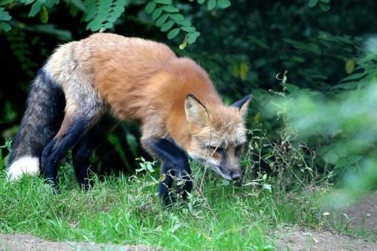 Rotfuchs Wildpark Alte Fasanerie Klein Auheim 2017