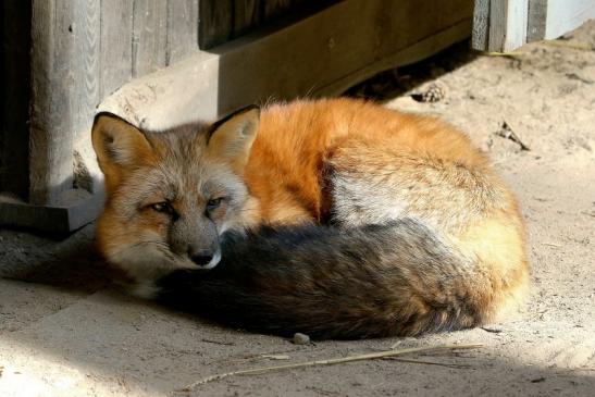 Rotfuchs Wildpark Alte Fasanerie Klein Auheim 2017