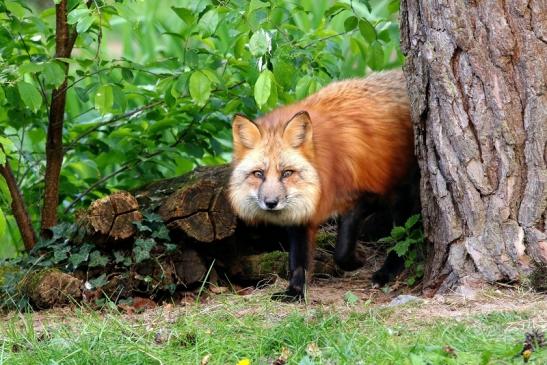 Rotfuchs Wildpark Alte Fasanerie Klein Auheim 2017