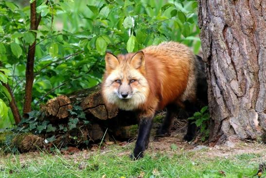 Rotfuchs Wildpark Alte Fasanerie Klein Auheim 2017