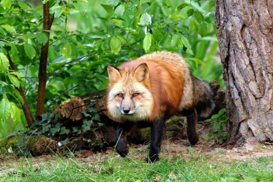 Rotfuchs Wildpark Alte Fasanerie Klein Auheim 2017