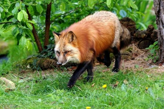 Rotfuchs Wildpark Alte Fasanerie Klein Auheim 2017