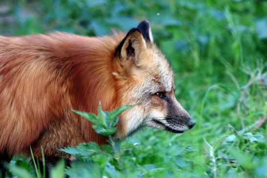 Rotfuchs Wildpark Alte Fasanerie Klein Auheim 2017