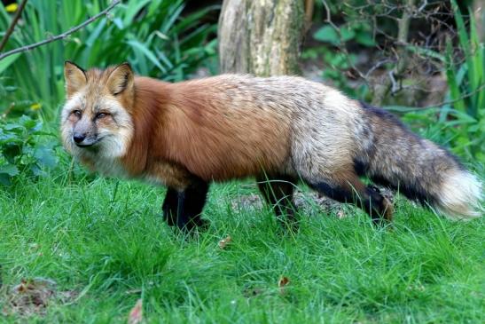 Rotfuchs Wildpark Alte Fasanerie Klein Auheim 2017