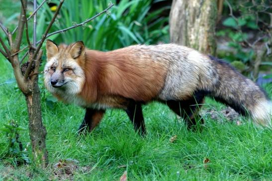 Rotfuchs Wildpark Alte Fasanerie Klein Auheim 2017