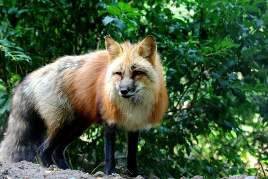 Rotfuchs Wildpark Alte Fasanerie Klein Auheim 2017