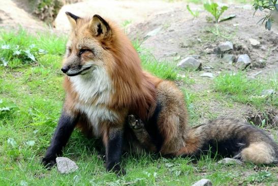 Rotfuchs Wildpark Alte Fasanerie Klein Auheim 2018 