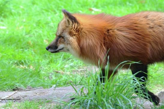 Rotfuchs Wildpark Alte Fasanerie Klein Auheim 2018 