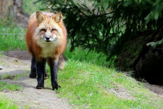 Rotfuchs Wildpark Alte Fasanerie Klein Auheim 2018 