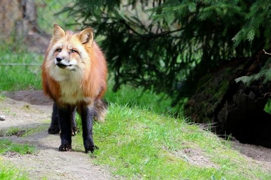 Rotfuchs Wildpark Alte Fasanerie Klein Auheim 2018 