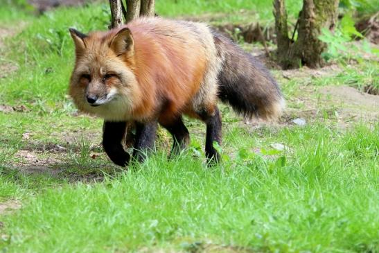 Rotfuchs Wildpark Alte Fasanerie Klein Auheim 2018 