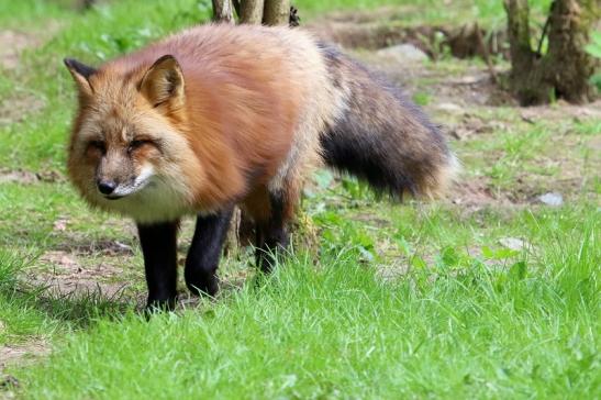 Rotfuchs Wildpark Alte Fasanerie Klein Auheim 2018 