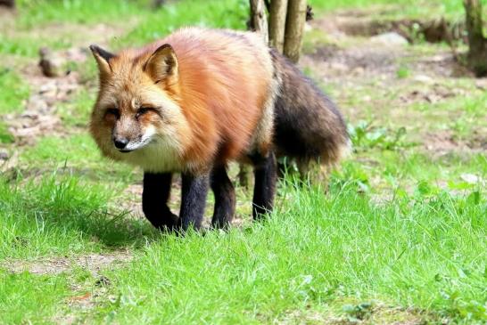 Rotfuchs Wildpark Alte Fasanerie Klein Auheim 2018 