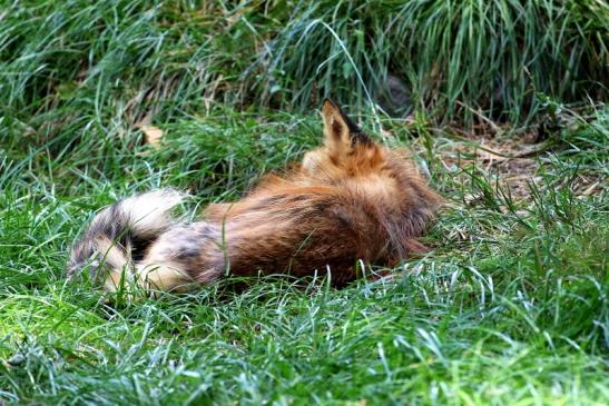 Rotfuchs Wildpark Alte Fasanerie Klein Auheim 2020