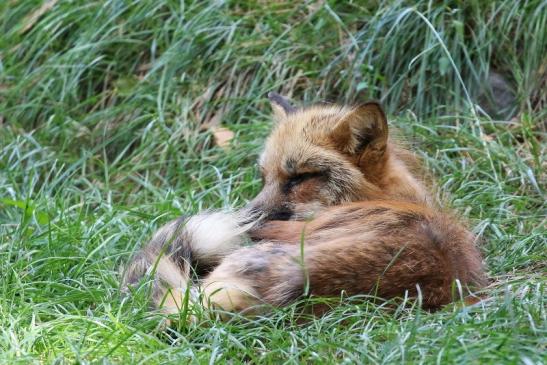 Rotfuchs Wildpark Alte Fasanerie Klein Auheim 2020