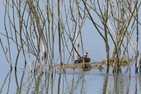 Rothalstaucher Pfaffensee Bingenheimer Ried Wetterau 2016