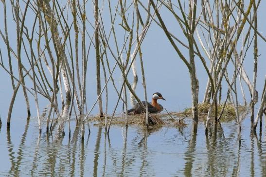 Rothalstaucher Pfaffensee Bingenheimer Ried Wetterau 2016