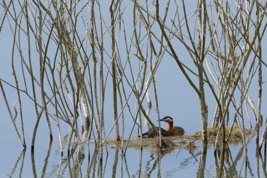 Rothalstaucher Pfaffensee Bingenheimer Ried Wetterau 2016