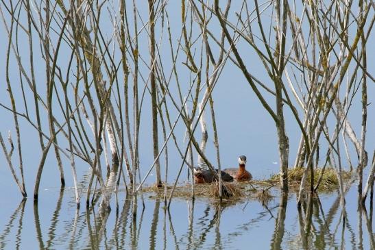 Rothalstaucher Pfaffensee Bingenheimer Ried Wetterau 2016