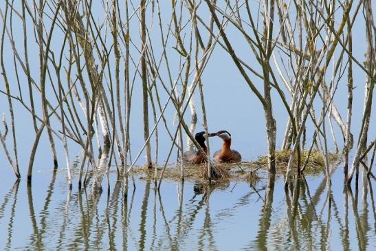 Rothalstaucher Pfaffensee Bingenheimer Ried Wetterau 2016