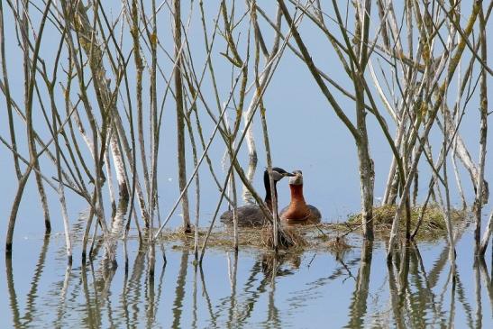 Rothalstaucher Pfaffensee Bingenheimer Ried Wetterau 2016