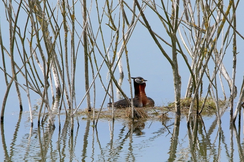 Rothalstaucher Pfaffensee Bingenheimer Ried Wetterau 2016