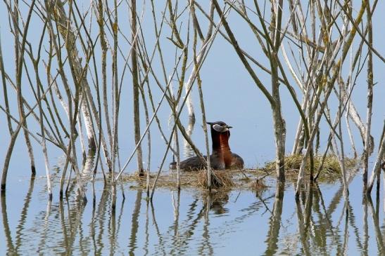 Rothalstaucher Pfaffensee Bingenheimer Ried Wetterau 2016