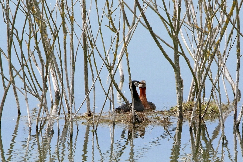 Rothalstaucher Pfaffensee Bingenheimer Ried Wetterau 2016