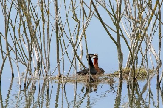 Rothalstaucher Pfaffensee Bingenheimer Ried Wetterau 2016