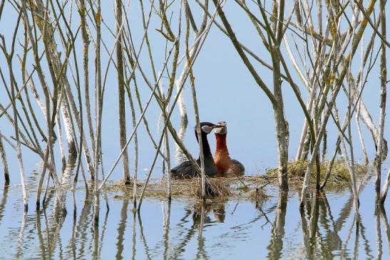 Rothalstaucher Pfaffensee Bingenheimer Ried Wetterau 2016