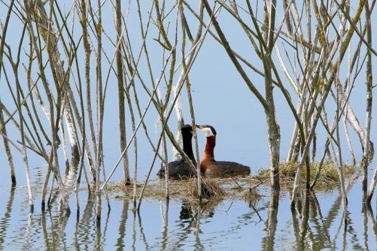 Rothalstaucher Pfaffensee Bingenheimer Ried Wetterau 2016