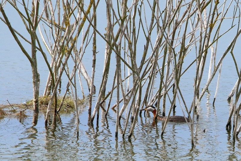 Rothalstaucher Pfaffensee Bingenheimer Ried Wetterau 2016
