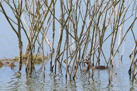 Rothalstaucher Pfaffensee Bingenheimer Ried Wetterau 2016