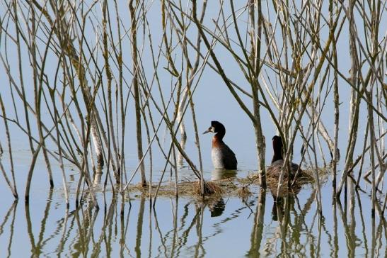 Rothalstaucher Pfaffensee Bingenheimer Ried Wetterau 2016