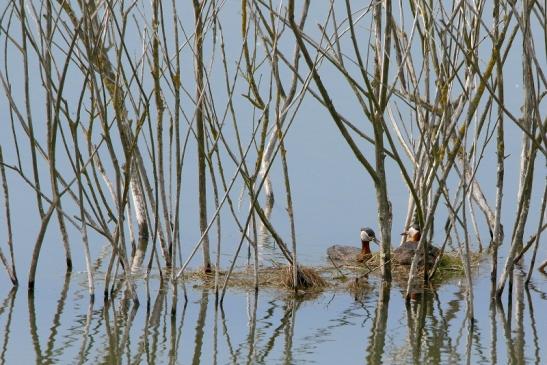 Rothalstaucher Pfaffensee Bingenheimer Ried Wetterau 2016