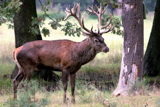 Rothirsch Brunft Wildpark Alte Fasanerie Klein Auheim 2013