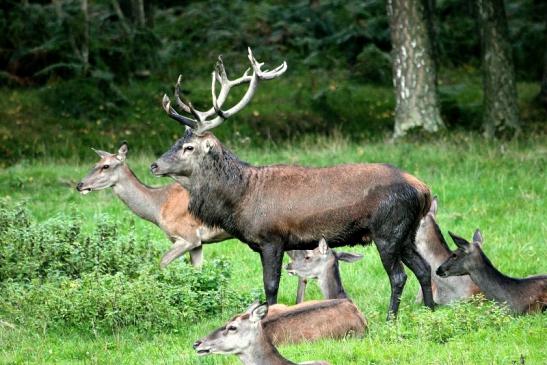 Rothirsch Brunft Wildpark Alte Fasanerie Klein Auheim 2013