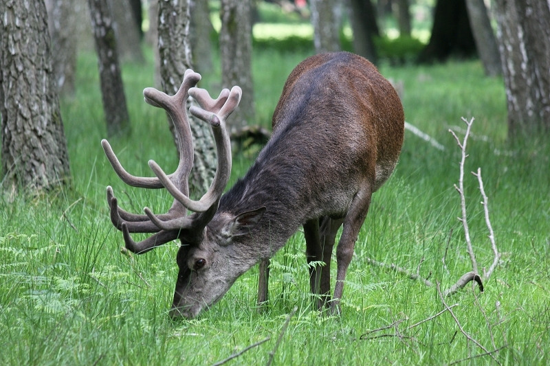 Rothirsch im Bast Wildpark Alte Fasanerie Klein Auheim 2013