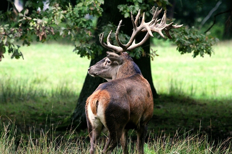 Rothirsch Brunft Wildpark Alte Fasanerie Klein Auheim 2013