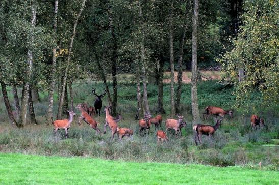 Rothirsch Brunft Wildpark Alte Fasanerie Klein Auheim 2014