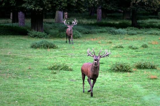 Rothirsch Brunft Wildpark Alte Fasanerie Klein Auheim 2014