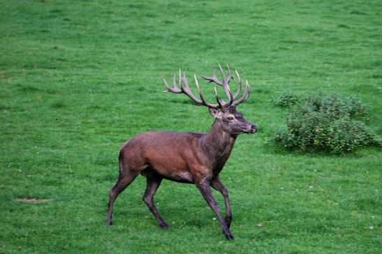 Rothirsch Brunft Wildpark Alte Fasanerie Klein Auheim 2014