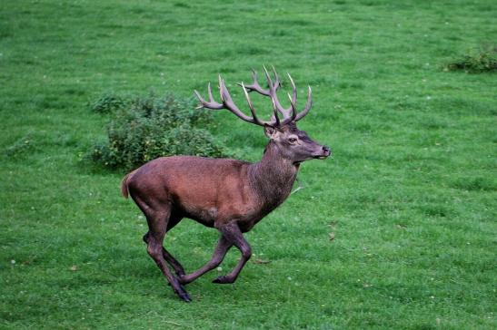 Rothirsch Brunft Wildpark Alte Fasanerie Klein Auheim 2014