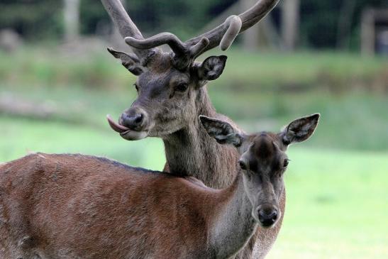 Rothirsch im Bast Wildpark Alte Fasanerie Klein Auheim 2015