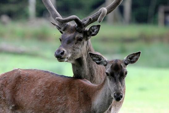 Rothirsch im Bast Wildpark Alte Fasanerie Klein Auheim 2015