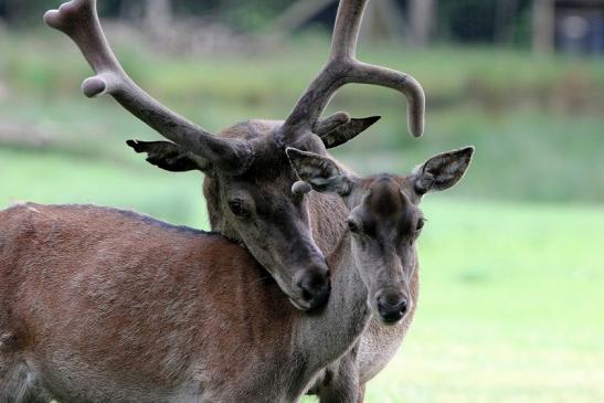 Rothirsch im Bast Wildpark Alte Fasanerie Klein Auheim 2015