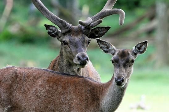 Rothirsch im Bast Wildpark Alte Fasanerie Klein Auheim 2015