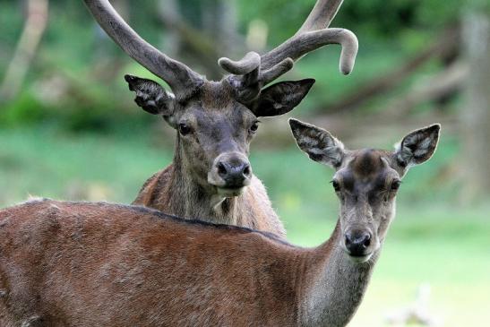 Rothirsch im Bast Wildpark Alte Fasanerie Klein Auheim 2015