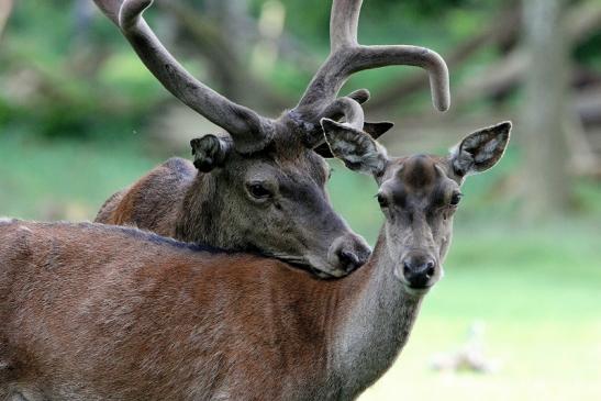 Rothirsch im Bast Wildpark Alte Fasanerie Klein Auheim 2015