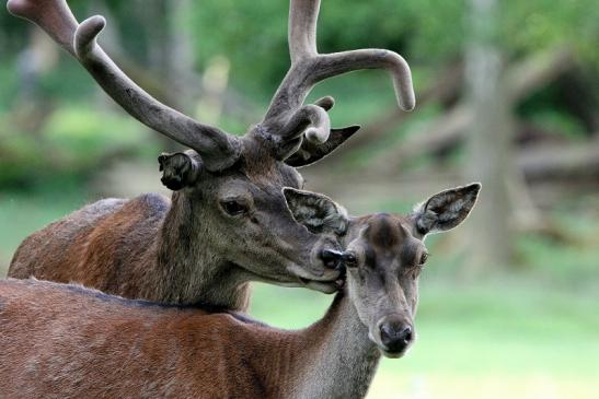 Rothirsch im Bast Wildpark Alte Fasanerie Klein Auheim 2015